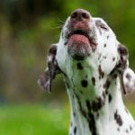 Como fazer seu cachorro parar de latir