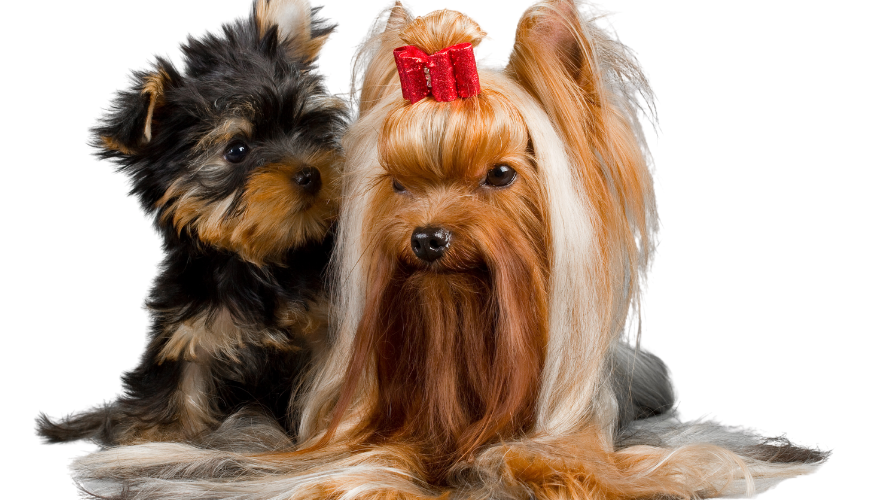 Yorkshire Terrier