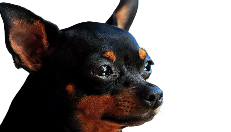 Pinscher