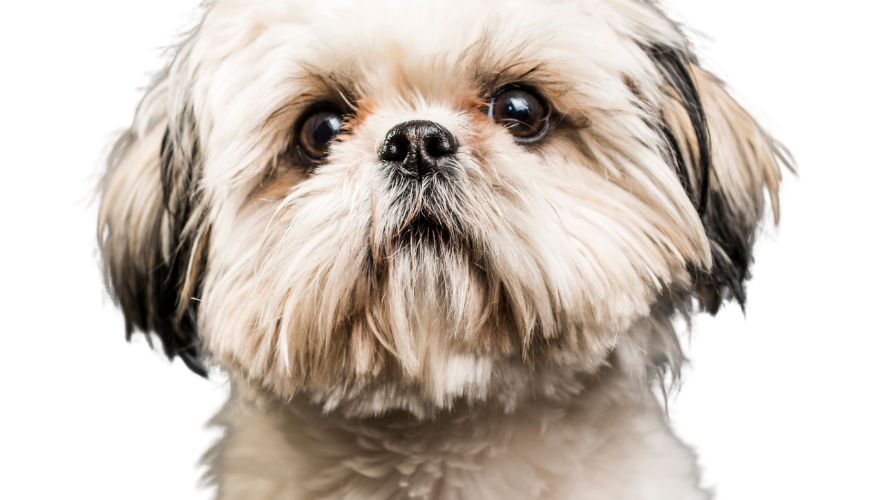 Shih Tzu