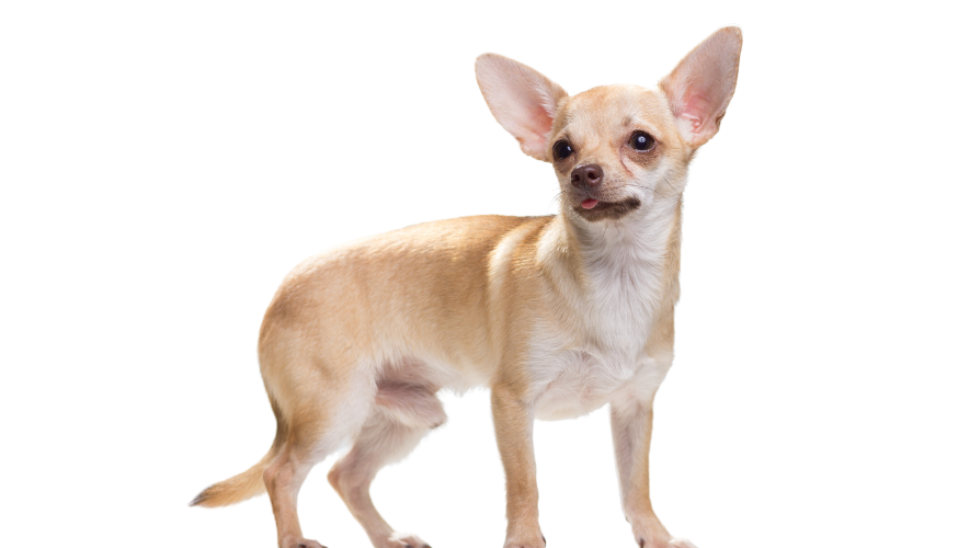 Chihuahua