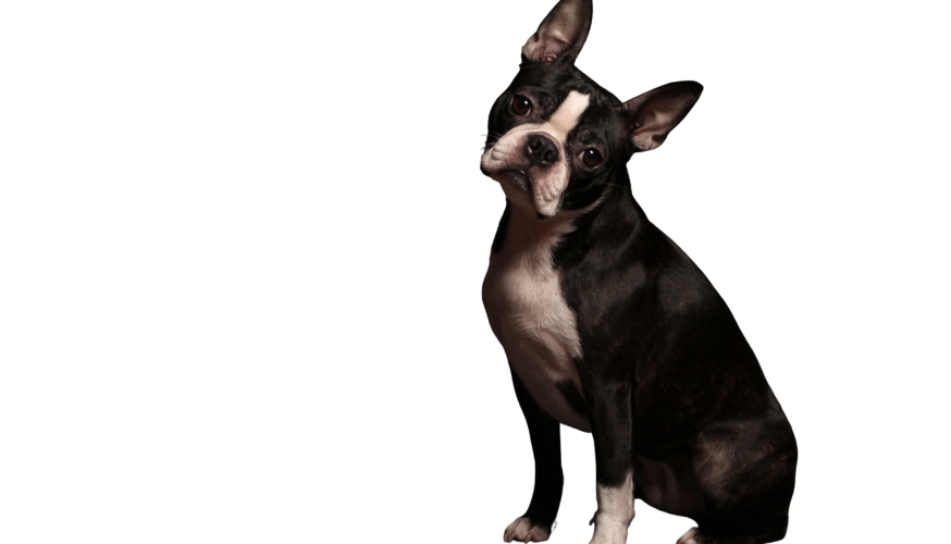 Boston Terrier