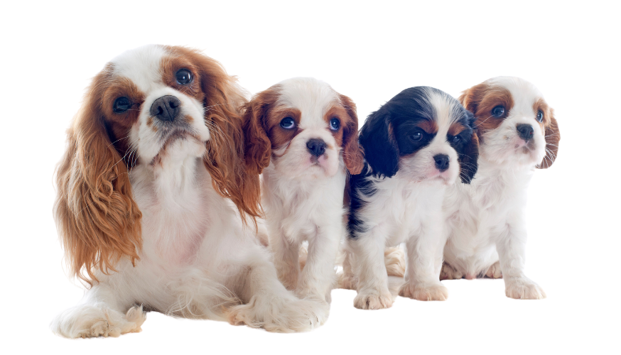 Cavalier King Charles Spaniel