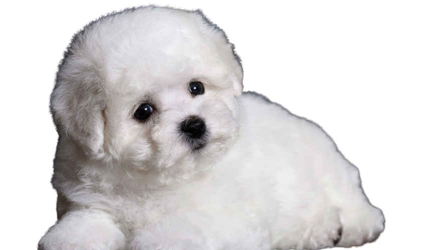 Bichon Frisé