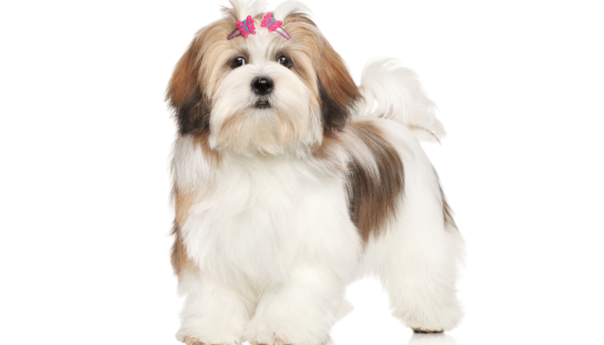 Lhasa Apso