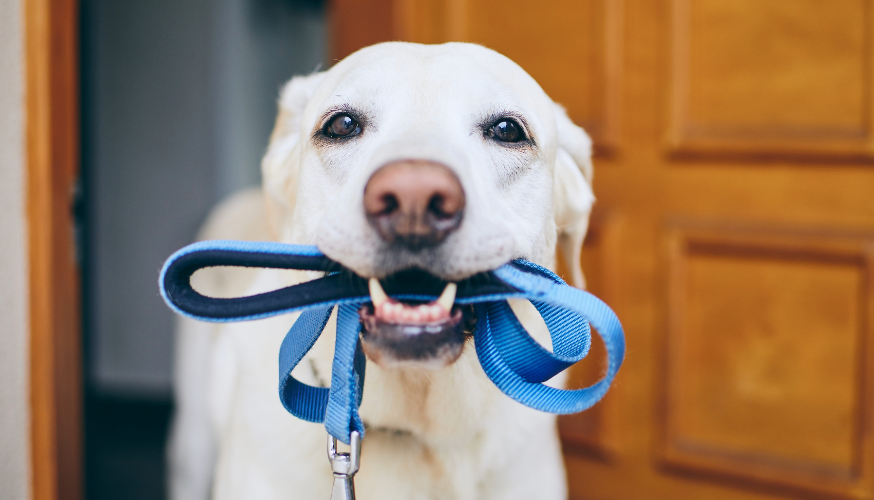 Passeie com seu cachorro