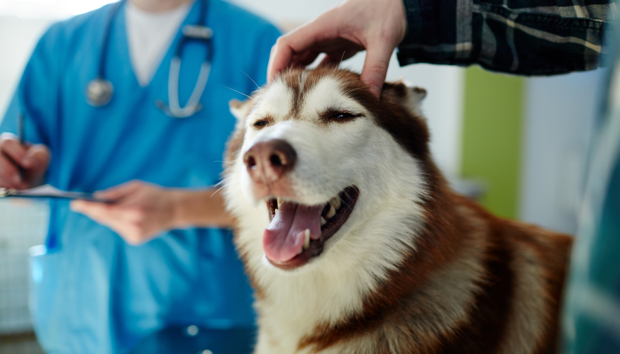 veterinário em condomínios