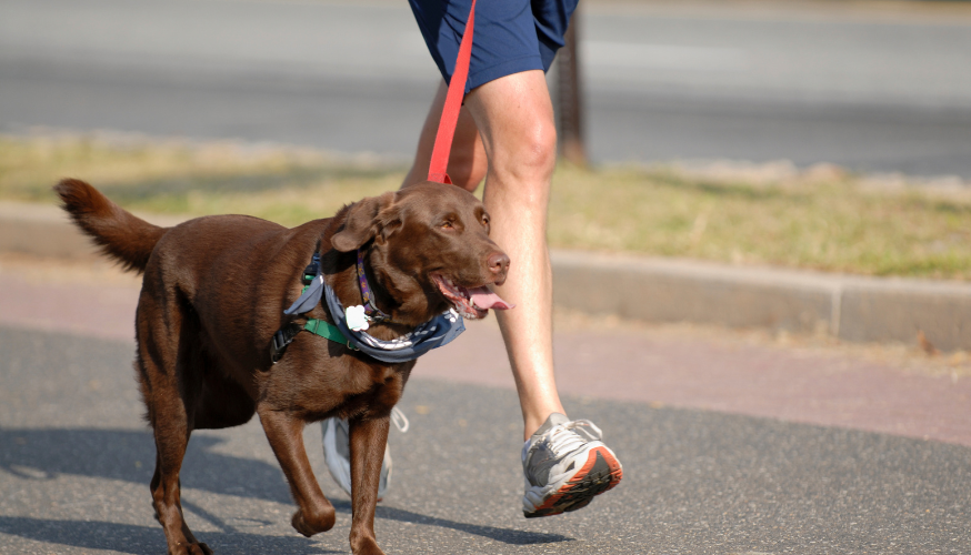 pet passeando