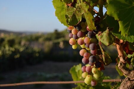 Mudanças climáticas podem impactar na produção de vinhos