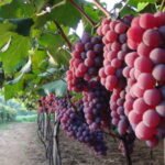 Uva em Jundiaí (SP) tem registro de Indicação Geográfica