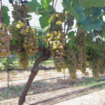 Uva híbrida produz vinho em qualquer estação