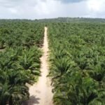 Óleo de Palma é utilizado na produção de biocombustíveis