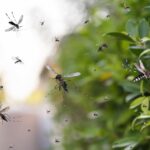 O Papel do Síndico na Luta Contra a Dengue em Condomínios: Estratégias de Prevenção e Participação Comunitária