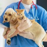 Aprovado projeto para lei que regulamenta bem estar de cães e gatos