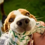 Hiperatividade em Cães: Causas e Como Lidar