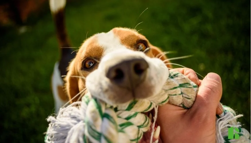 Hiperatividade em Cães