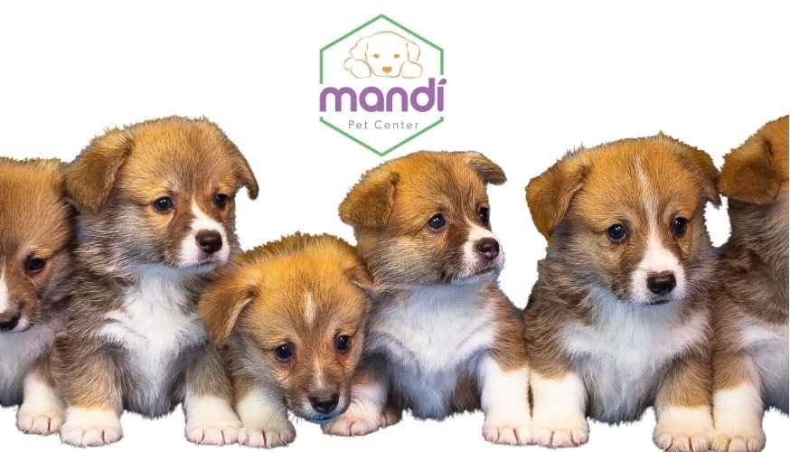 creche para pets