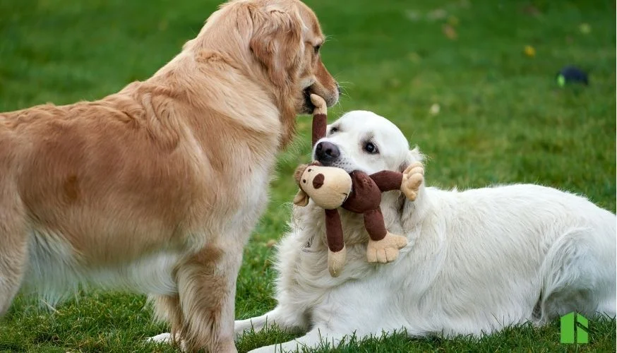 creche para pets